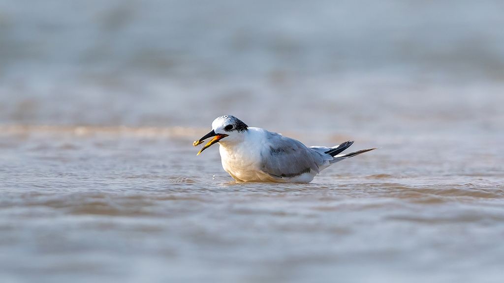 Sandwich Tern